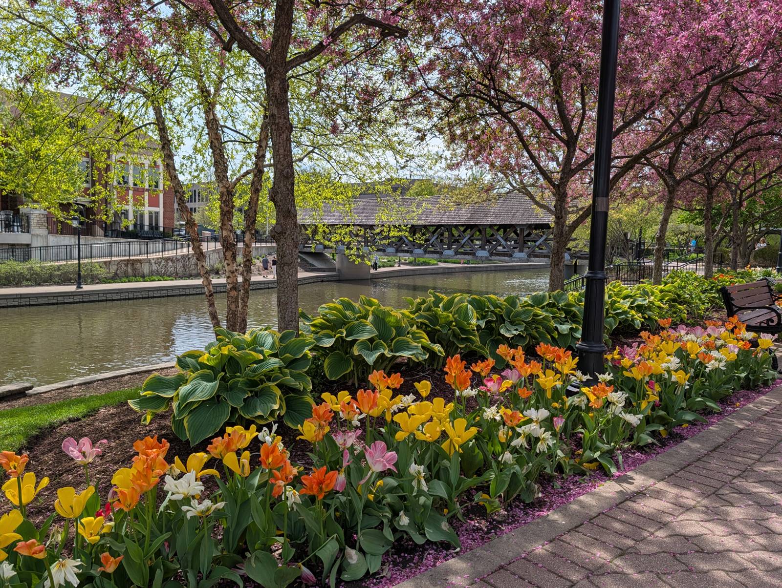 Spring tulips along the Naperville Riverwalk with the covered bridge in the background